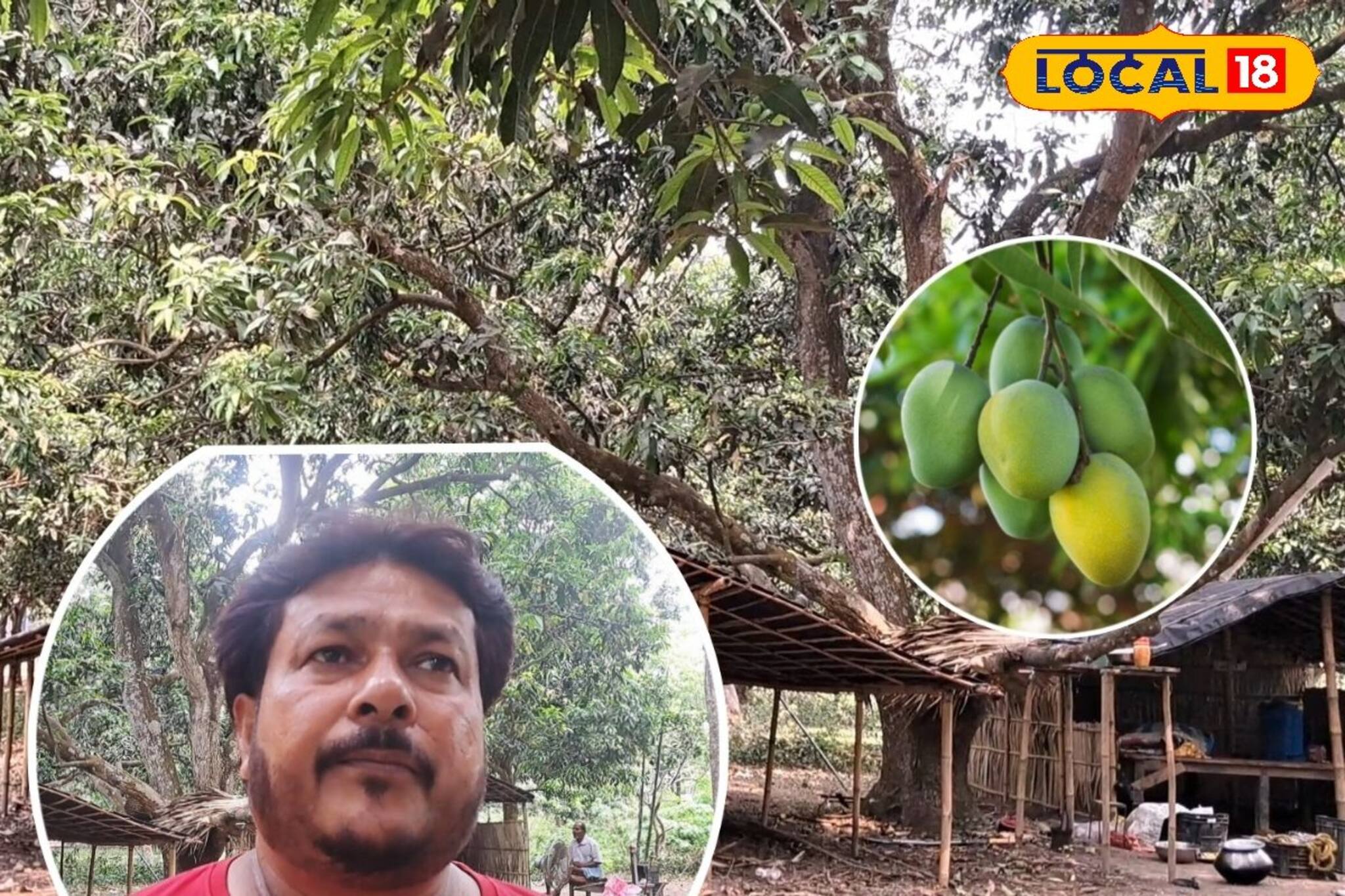 ফলন কম, ঝড়-জলের শঙ্কায় দিশেহারা আম চাষিরা! 