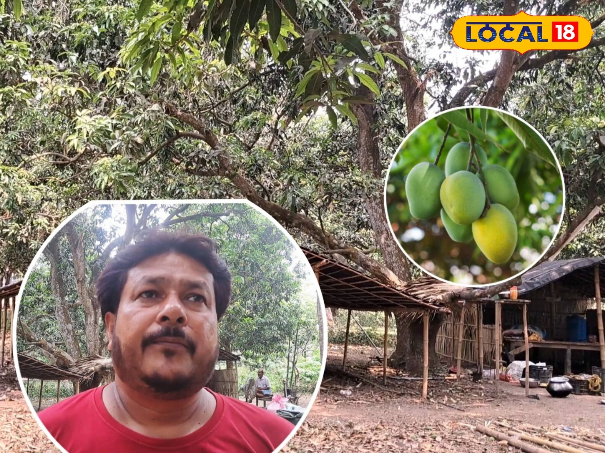 ফলন কম, ঝড়-জলের শঙ্কায় দিশেহারা আম চাষিরা! 