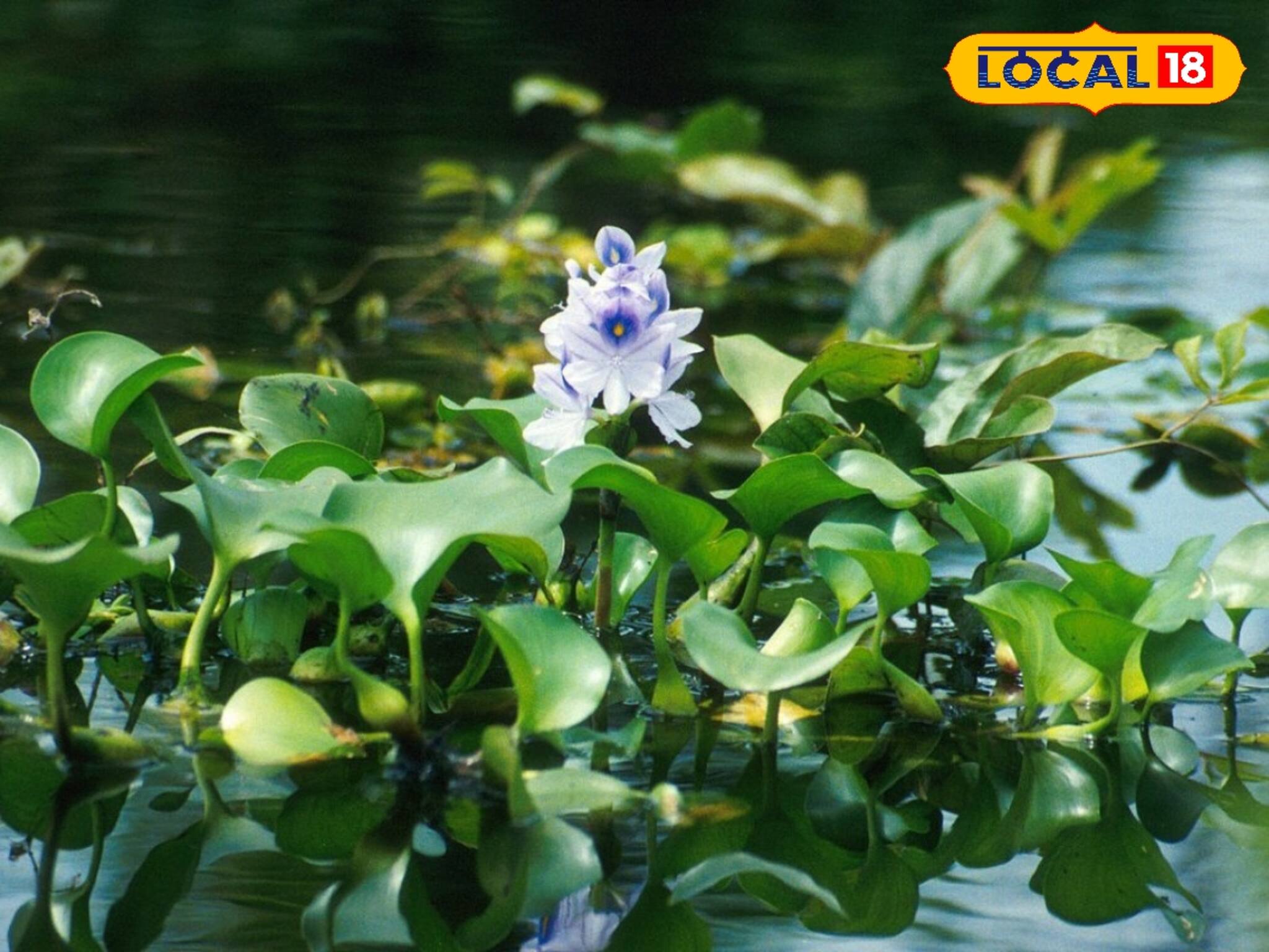 কচুরিপানা থেকে লক্ষীলাভ, জানুন কীভাবে