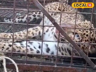 খাঁচা বন্দি লেপার্ড