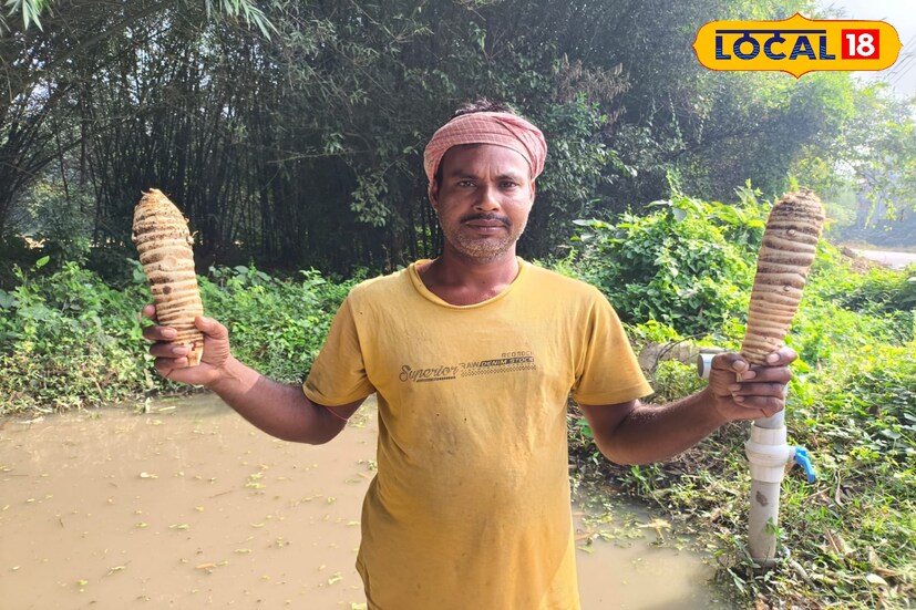 স্থানীয় কৃষক মিন্টু দাস চাষ করেছেন এই সবজি। তিনি জানান, সারো কচু চাষ করতে বীজ গুলো কেটে শুকিয়ে মাস তিনেক পরে লাগানো হয়। মাটি খুঁড়ে দুই দিন অন্তর অন্তর জন দিতে হয়,ধান চাষের সমান জল প্রয়োজন হয় এই কচু চাষে। স্থানীয় ওলা বাজারে এবং দুর্গাপুর, শিয়ালদা যায় গাড়িতে করে।