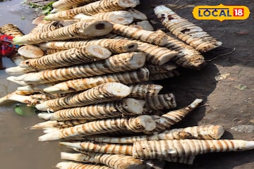 শুধু আলু নয়, ট্রেন, বাসের জনপ্রিয় চিপস তৈরি হয় বাঁকুড়ার এই সবজি দিয়েও! জানলে অবাক হবেন শুধু আলু নয়, ট্রেন, বাসের জনপ্রিয় চিপস তৈরি হয় বাঁকুড়ার এই সবজি দিয়েও! জানলে অবাক হবেন