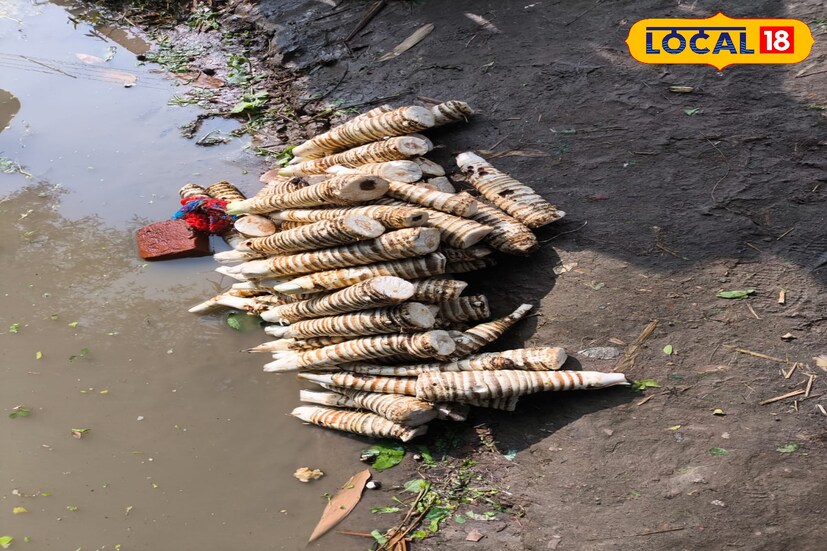 বাঁকুড়া শহর সংলগ্ন সেন্দ্রা মৌজার বেশ কয়েকটি গ্রাম ছাড়া এই কচু দেখা যায় না খুব একটা। ফলনের মরশুমে চাষীরা লেগে পড়েন সরো কচু তুলে ধুয়ে বস্তা বন্দি করে রফতানি করতে।