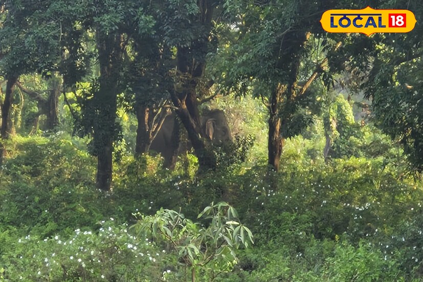 উত্তরবঙ্গ বিশ্ববিদ্যালযয়ে গজরাজের দর্শন। গতকাল রাত থেকে বিশ্ববিদ্যালয় বিভিন্ন রাস্তায় ঘুরে বেড়ালো একটি বুনো হাতি। সকাল থেকে হাতি দেখতে বিশ্ববিদ্যালয় চত্বরে সাধারণ মানুষের ভিড়। 
