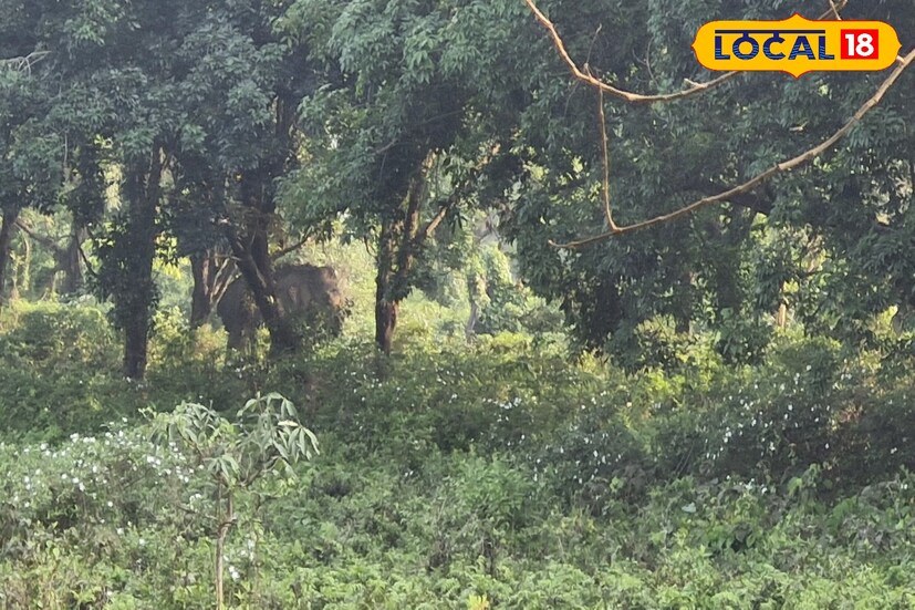 এ প্রসঙ্গে উত্তরবঙ্গ বিশ্ববিদ্যালয়ের এক চা ব্যবসায়ী সুদর্শন দেবনাথ বলেন বিশ্ববিদ্যালয় গতকাল রাতেই একটি হাতি প্রবেশ করে এই নিয়ে সকলে যেমন চিন্তিত রয়েছে অনেকে আবার খুশি হয়ে হাতি দেখতে আসছে। নিরাপত্তা ভালই রয়েছে। অন্যদিকে হাতির হানায় বিশ্ববিদ্যালয় চত্বরের একটি দোকান তছনছ হয়ে যায় তিনি চিন্তিত দোকান মালিক। 