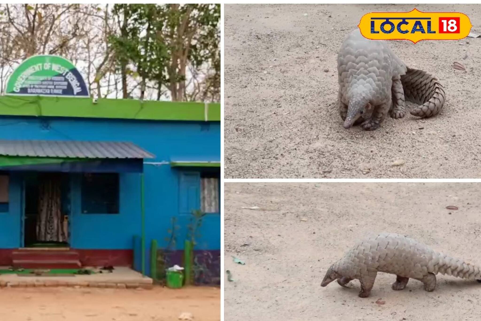 ২০ বছর দেখা নেই! হঠাৎ পুরুলিয়ায় ফিরে এল এ প্রাণী, হইচই পড়ে গেল এলাকায়