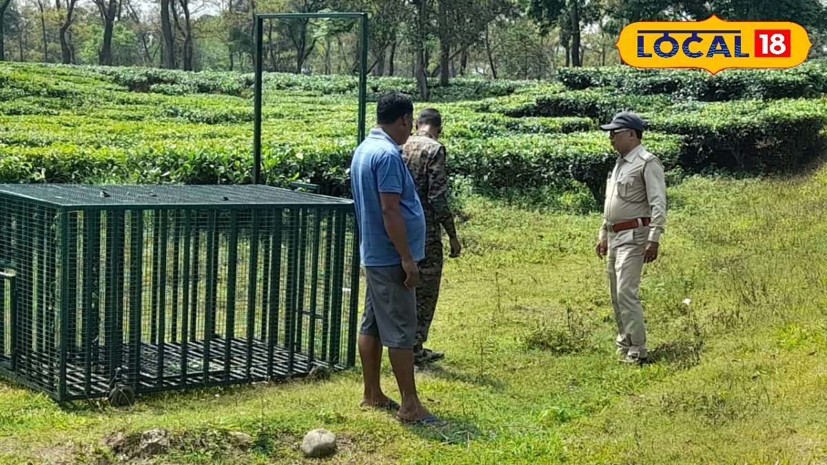Leopard attack বাগানে পাতা তুলতে গিয়ে সর্বনাশ! চা শ্রমিকের উপর ঝাঁপিয়ে পড়ল চিতাবাঘ North Bengal news leopard attacked tea worker at Jalpaiguri in North Bengal