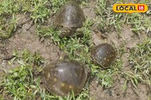 বাড়ির পুকুরে ঘুরে বেড়াচ্ছে ওরা কারা? দেখে চমকে গেল এলাকাবাসী! যা জানা গেল...