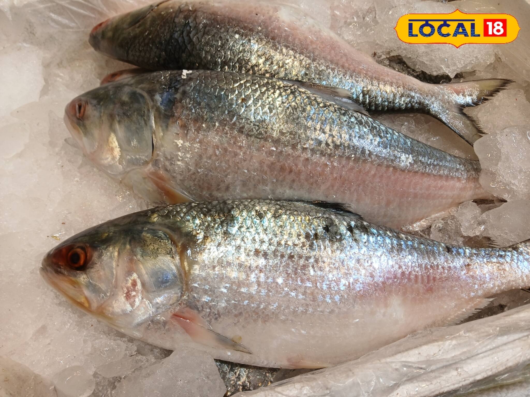 বাংলার এই বাজারে সারা বছর থাকে অঢেল ইলিশ! হাত বাড়ালেই রুপোলি শস্য! জানুন ঠিকানা