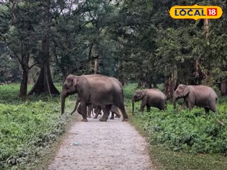 হাতির পাল