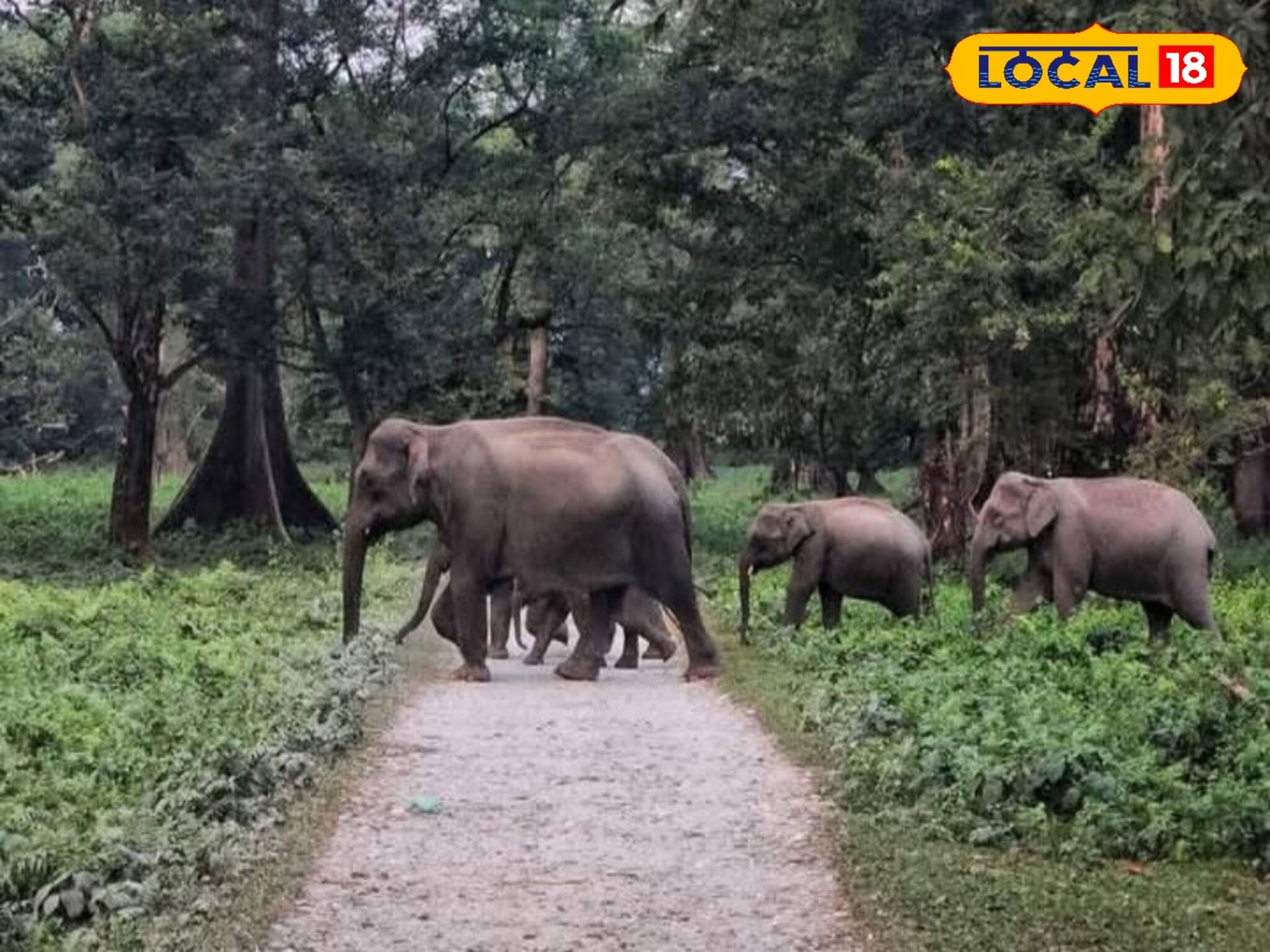 রাতের অন্ধকারে হাতি তাড়তে যাওয়াই কাল! ডুয়ার্সে আবারও প্রাণ গেল তরতাজা যুবকের