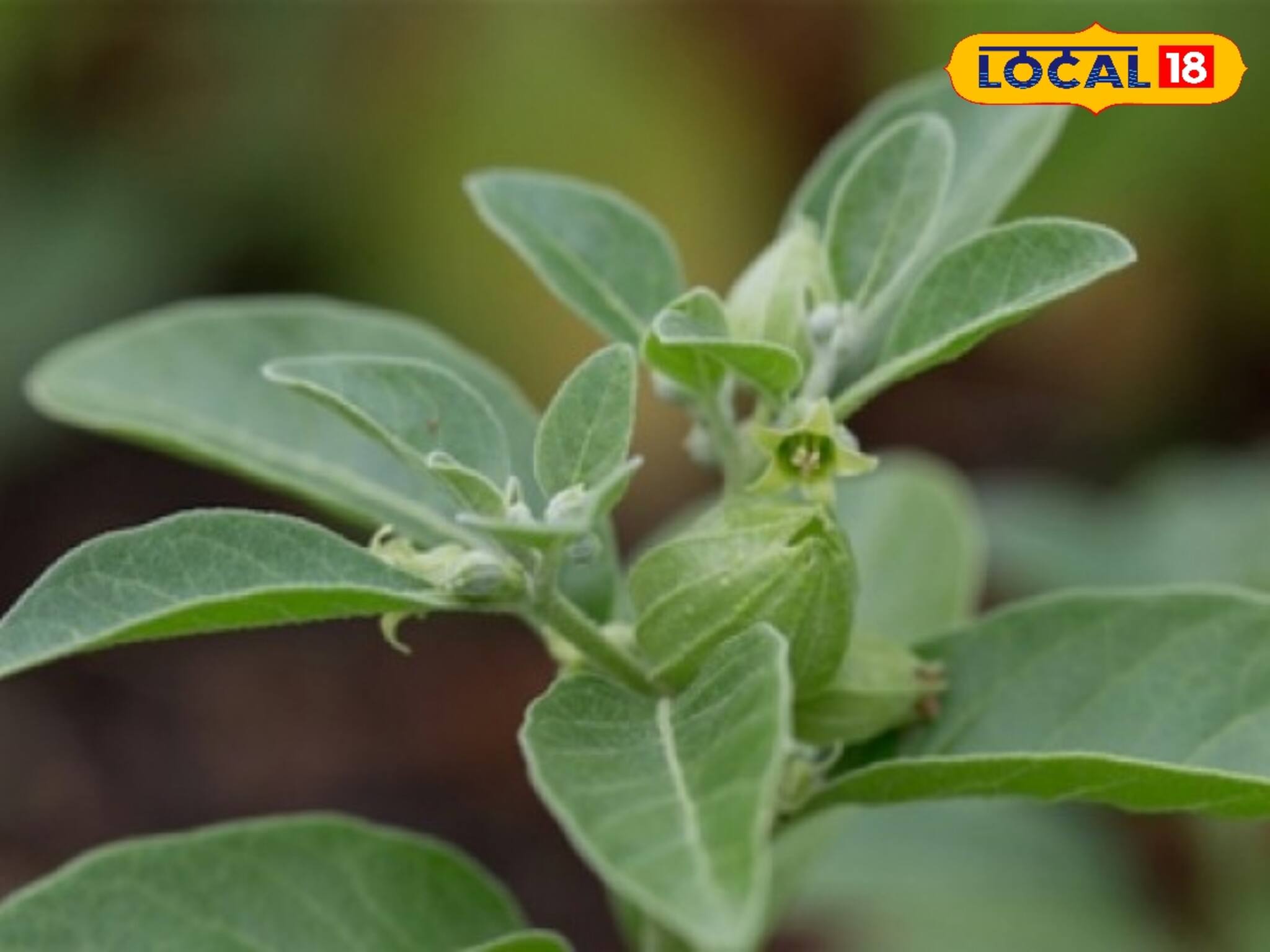 পরিত্যক্ত জমিতে করুন অশ্বগন্ধার চাষ! আয় করতে পারবেন মোটা টাকা