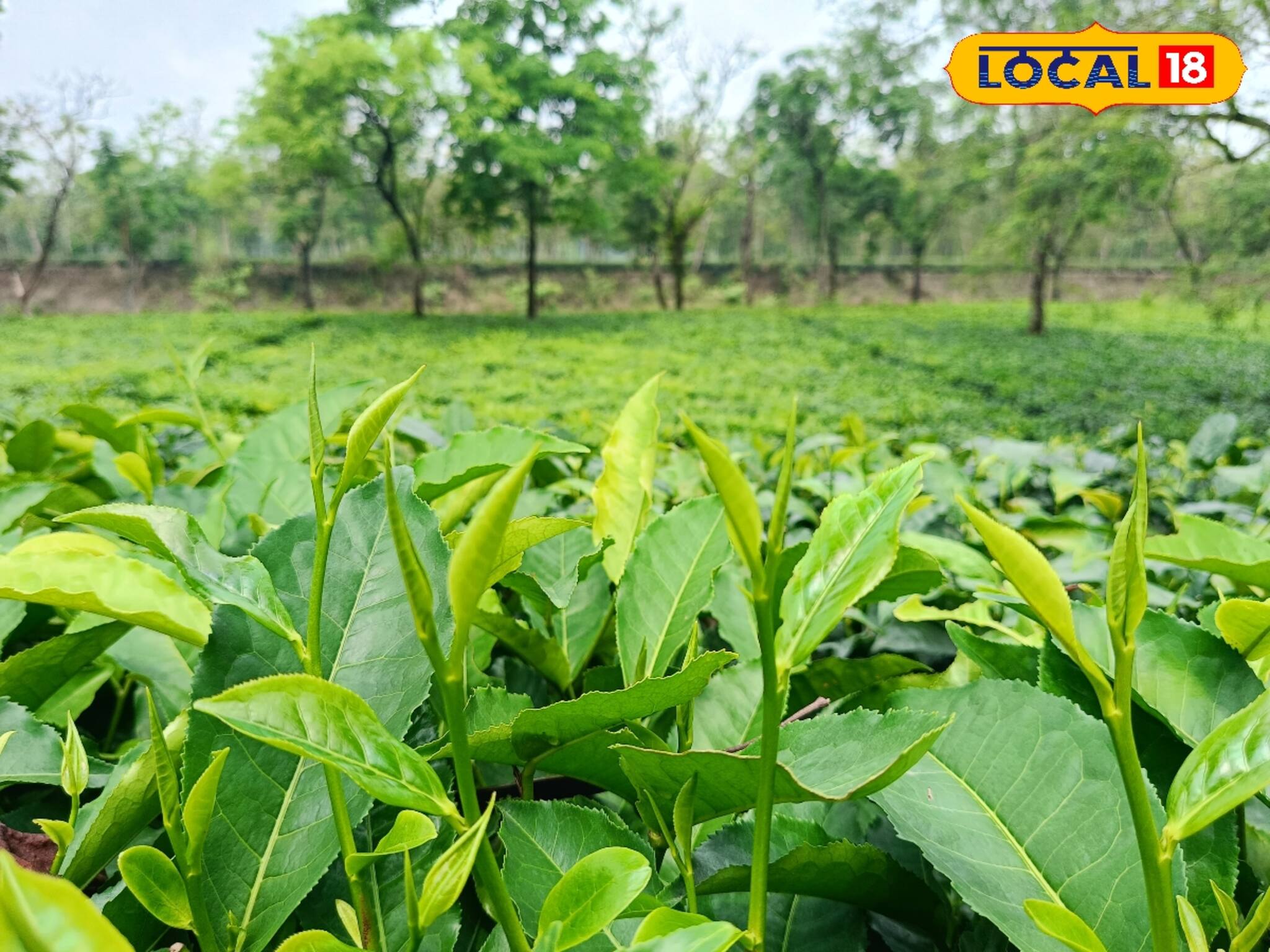 আবহাওয়ায় বদল, টানা বৃষ্টি! লাভ না লোকসানের মুখ দেখতে চলেছে চা শিল্প!