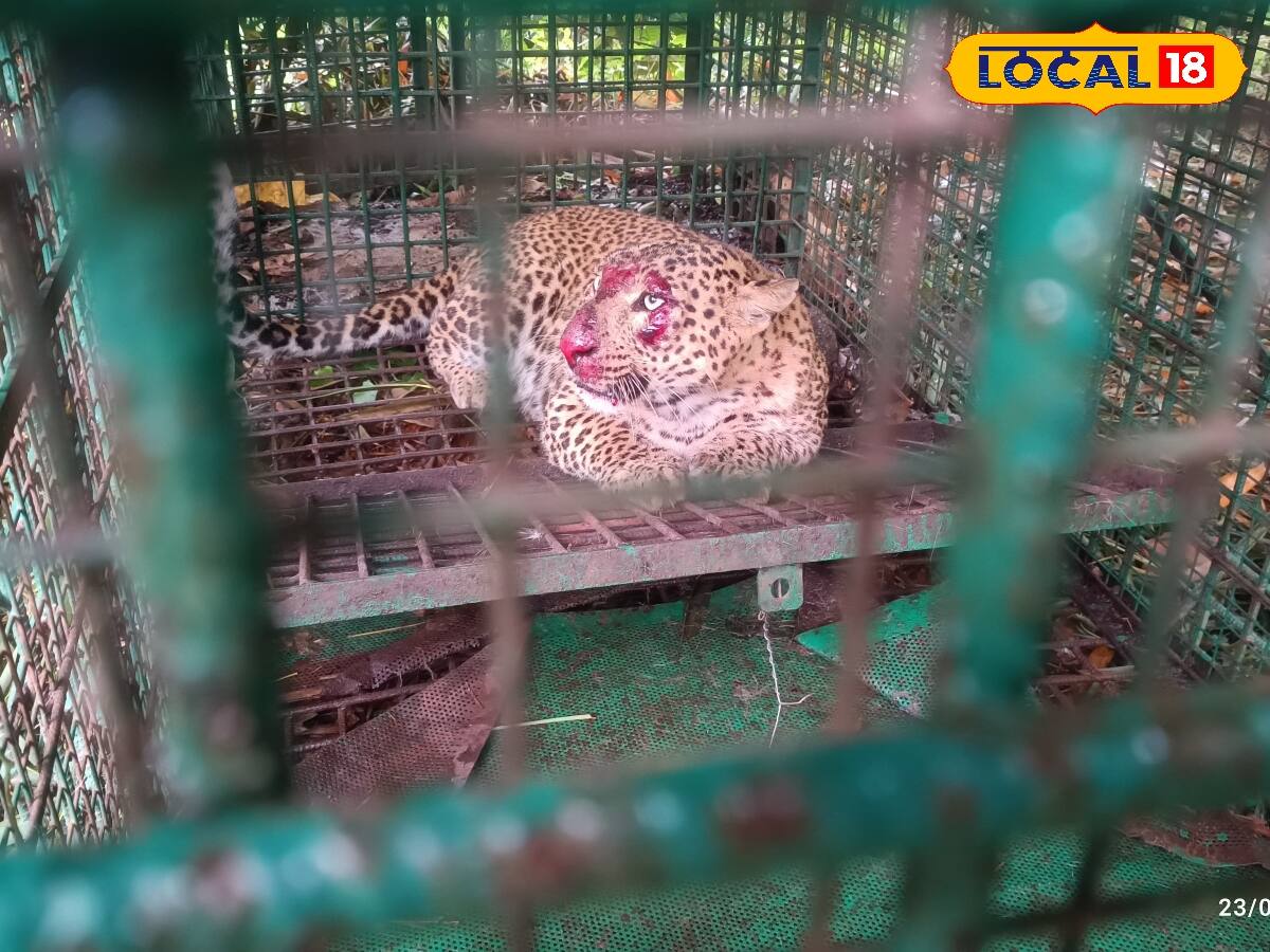 লেপার্ড