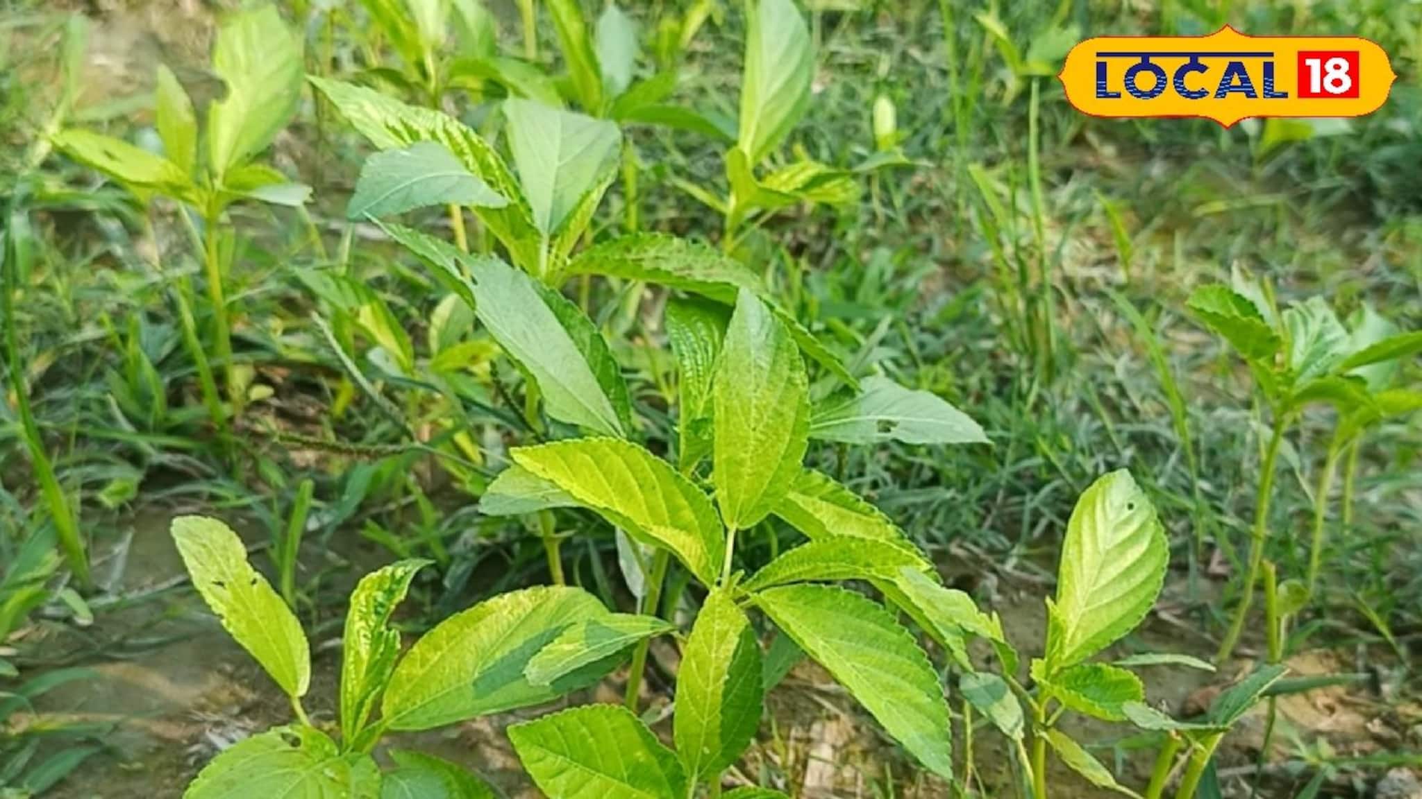 পাট চাষ করে ব্যাপক লাভবান হচ্ছেন কৃষকরা! একর প্রতি লাখ লাখ টাকা বাড়তি লাভ