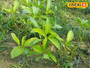 Money Making Tips: পাট চাষ করে ব্যাপক লাভবান হচ্ছেন কৃষকরা! একর প্রতি লাখ লাখ টাকা বাড়তি লাভ