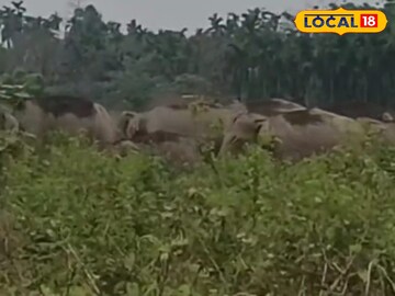 হাতির হাতির