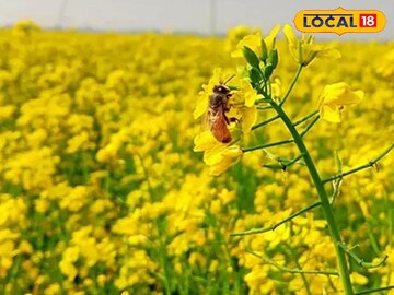 Bankura Tourism: চারিদিকে হলুদ সূর্যমুখী ফুল, পাবেন ৩৪ রকমের আম, গরমে আরামে day tour-এ ঘুরে আসুন সুন্দরী বাঁকুড়ায়