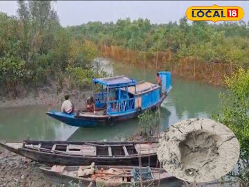 South 24 Parganas News: জঙ্গলে মন বসছে না! সুযোগ পেলেই গ্রামে ঢুঁ! ব্যাক টু ব্যাক বাঘের আতঙ্ক সুন্দরবনে