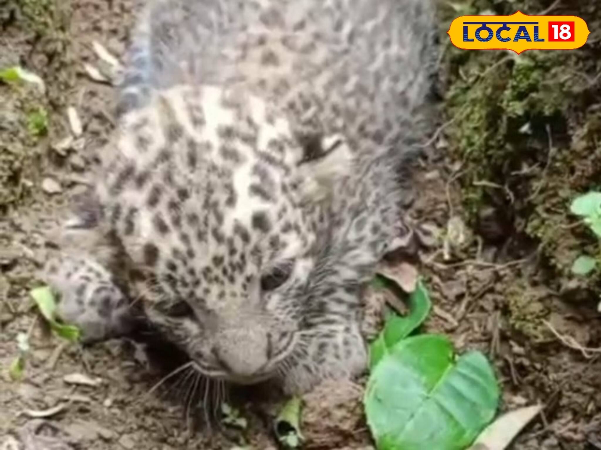 বিড়াল ছানা ভেবে ভুল! নালায় পড়ে থাকা প্রাণীর আসল পরিচয় বেরতেই চাঞ্চল্য ছড়াল চা বাগানে