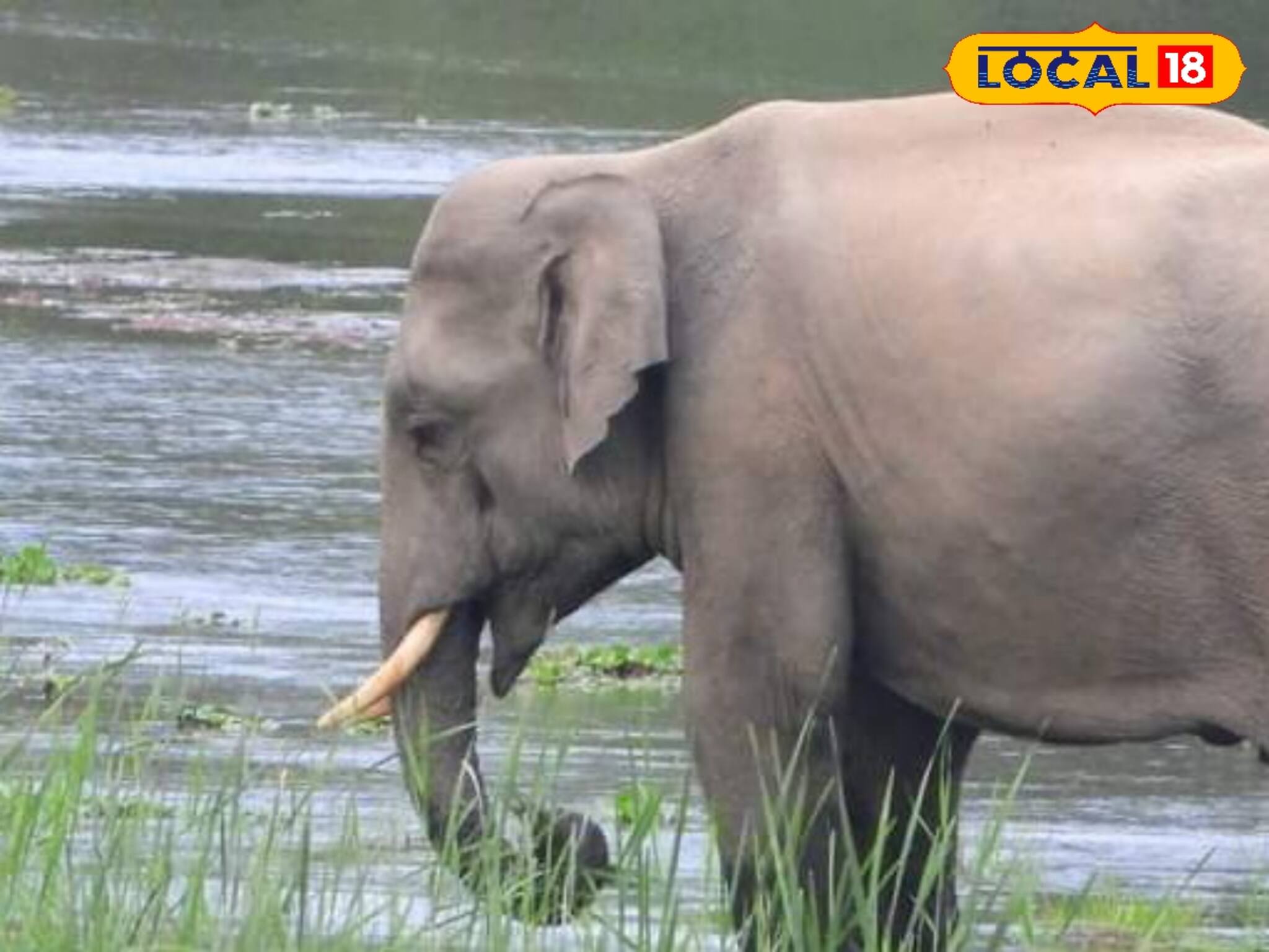 সাংঘাতিক জ্বালাতন! ভুট্টা গাছে ফল ধরতেই তাক বুঝে হাতির হানা, মাথায় হাত চাষিদের
