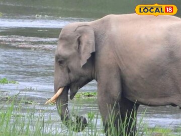 হাতি হাতি