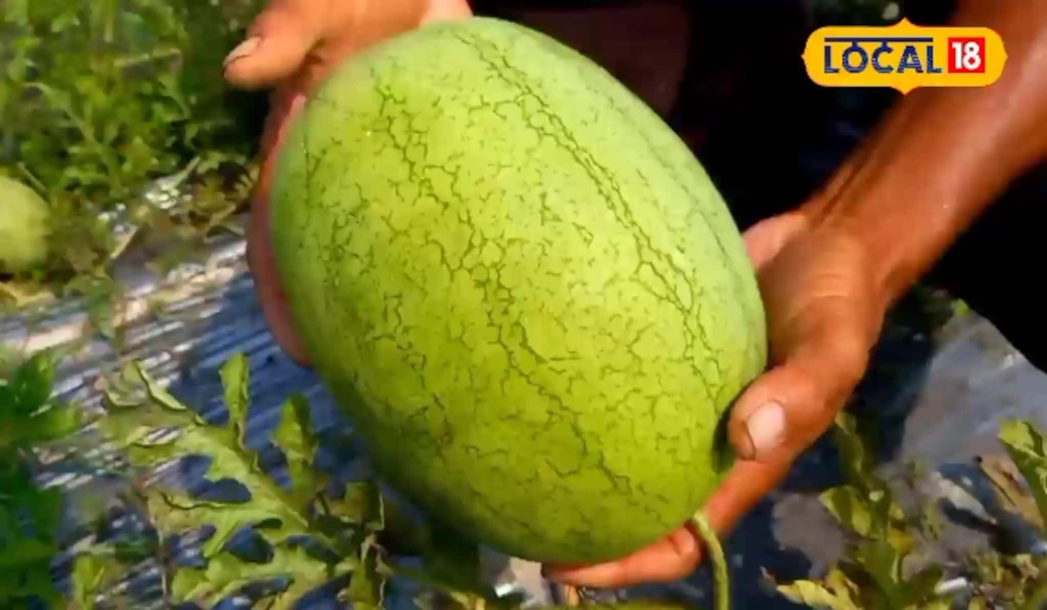 ২ মাসে লাভ ৭০ হাজার টাকা! এই ফল চাষ করেই মিলছে কাঁড়ি কাঁড়ি টাকা!