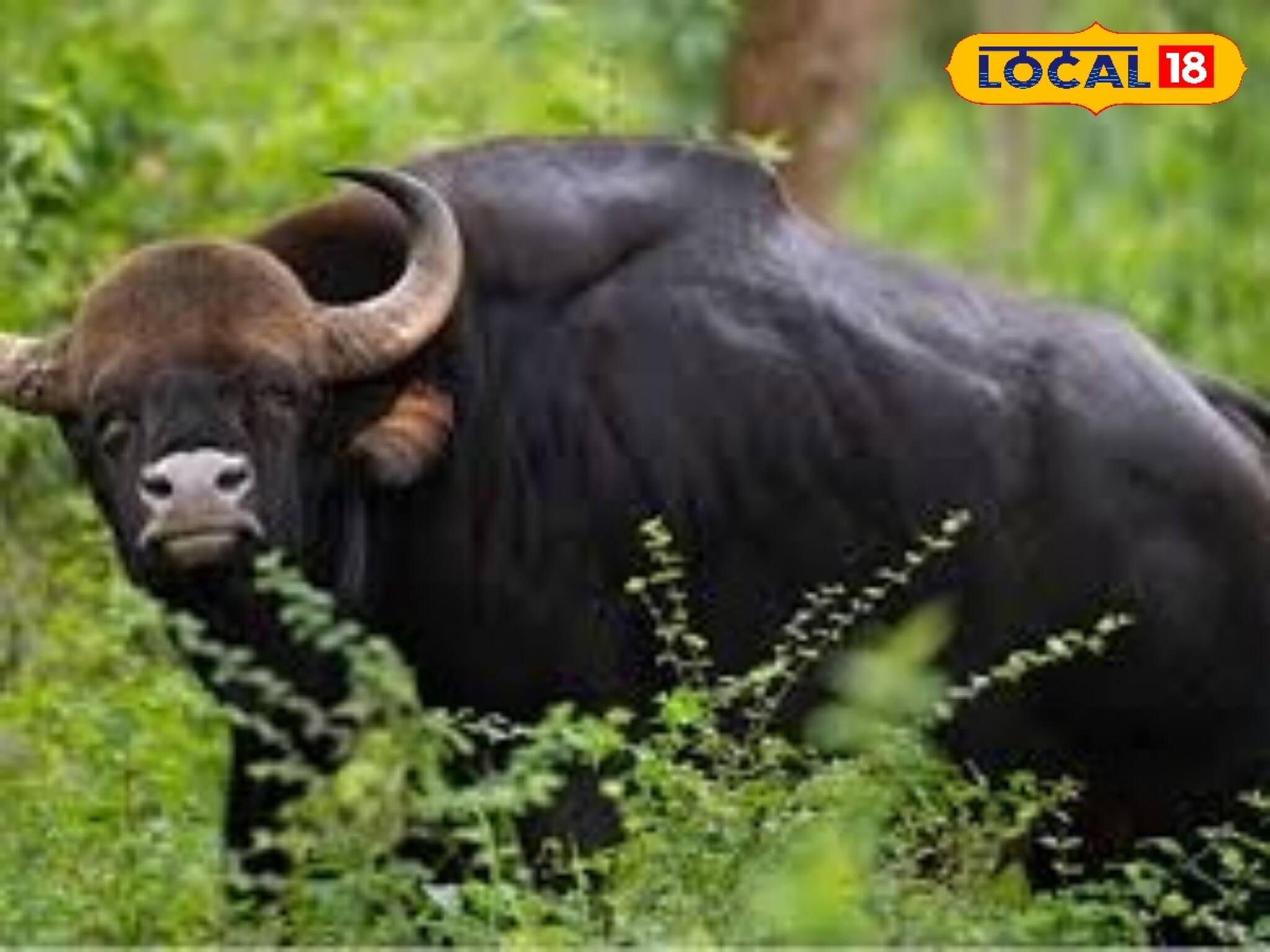 অসুরের মত চেহারা, জঙ্গল থেকে সোজা গাঁয়ে! বাইসনের চাওনি দেখেই ভয়ে তটস্থ গোটা এলাকা