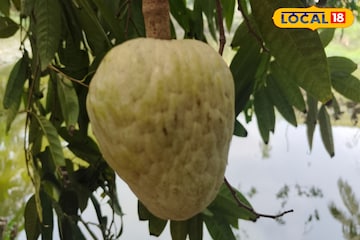 এই ফল যৌবন ধরে রাখতে পারে, ত্বক করে ঝলমলে, দেখতে আতার মতো, দামেও সস্তা এই ফল যৌবন ধরে রাখতে পারে, ত্বক করে ঝলমলে, দেখতে আতার মতো, দামেও সস্তা