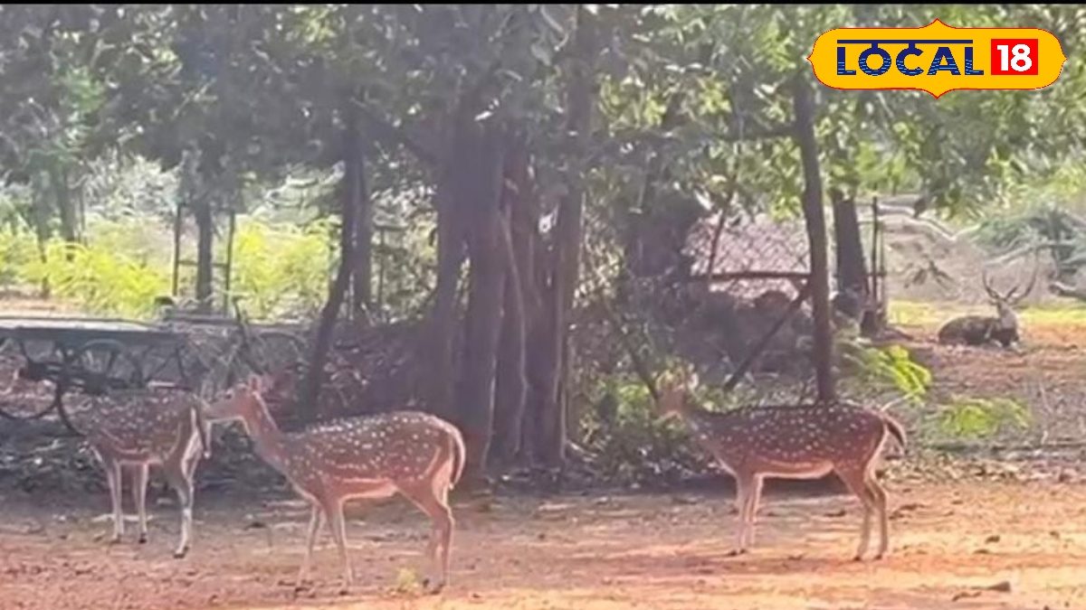 West Bengal news শান্তিনিকেতন মানে শুধুমাত্র বিশ্বভারতী নয়, হরিণদের সঙ্গে সময় কাটাতে ঘুরে আসুন এখান থেকে Special observation is being kept on the deer of Ballabhpur Sanctuary in Bolpur