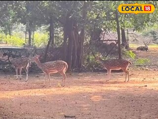 হরিণ হরিণ