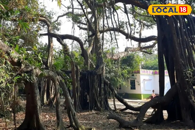 বয়স প্রায় পাঁচ শতাধিক, আজও আকাশের বুক চিরে যেন গ্রামের ঐতিহ্য ধরে রেখেছে পুরনো বট বৃক্ষ। যত পুরানো হয়েছে এই গাছ থেকে ঝুরি নেমে সেই গাছের আকার আরো বিস্তার লাভ করেছে।