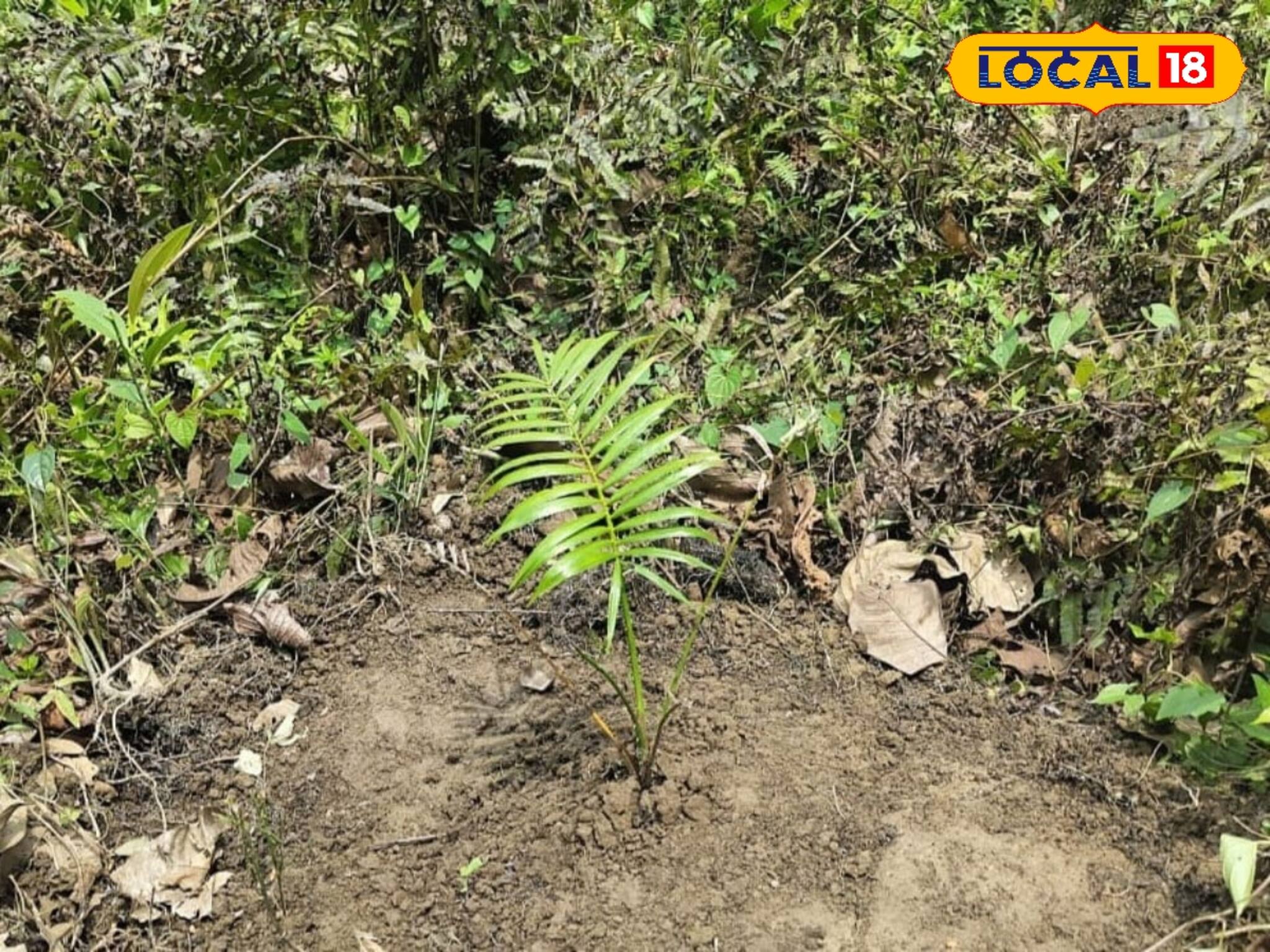 হারিয়ে যাচ্ছে বন্যপ্রাণীদের প্রিয় সব খাবার! ফিরিয়ে আনতে অভিনব উদ্যোগ বন দফতরের