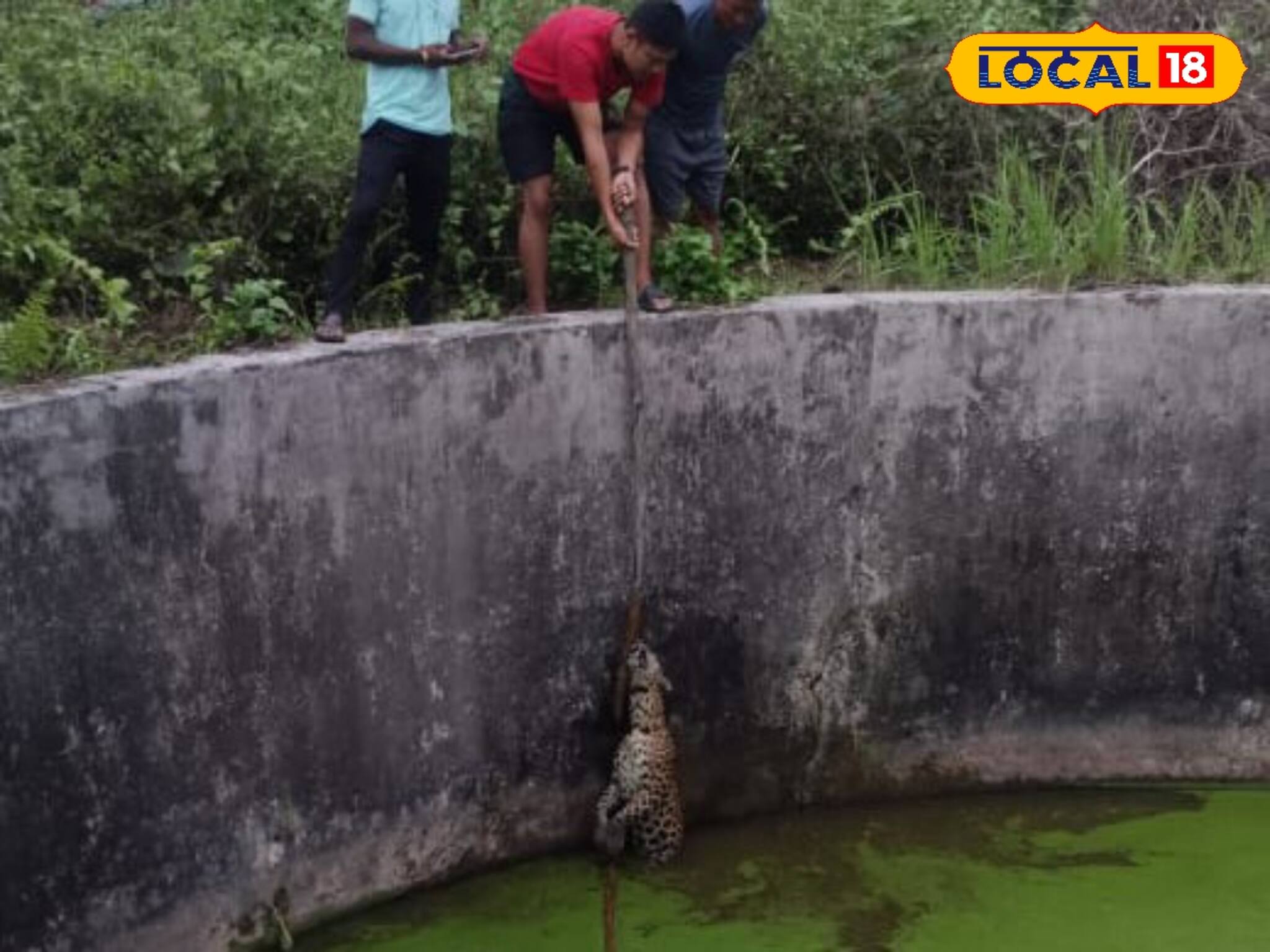 চা বাগানে হঠাৎ বিশাল আওয়াজ, ছুটে যেতেই কর্মীরা দেখেন সে-কি কাণ্ড! পরে ছুটে আসেন বন কর্মীরা