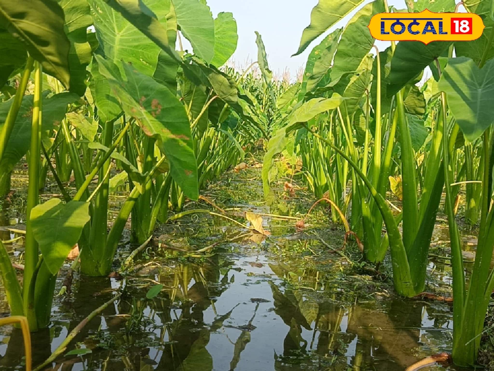 নামে কচু, লাভে ডবল! শুধু চাষের আগে বেছে নিতে হবে এই প্রজাতি