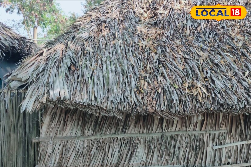 Golpata: গোল না হলেও নাম গোলপাতা! এই গাছের পাতা থেকে ফল, সবই সুন্দরবনের বাসিন্দাদের বাঁচার আলাদা রসদ