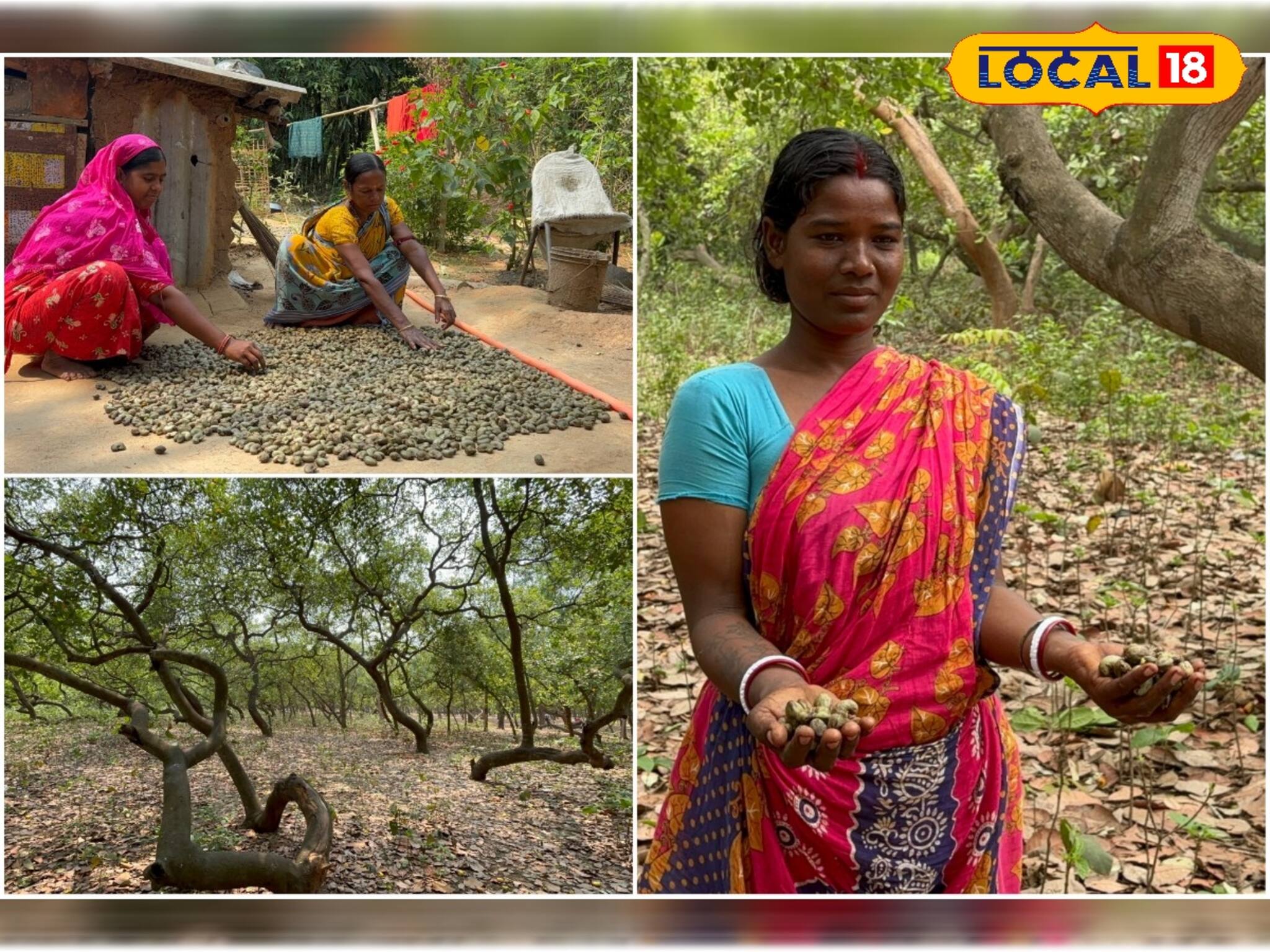 পূর্ব বর্ধমানের আউশগ্রামের কাজু পাড়ি দিচ্ছে দিঘায়, লক্ষ্মীলাভ স্থানীয়দের