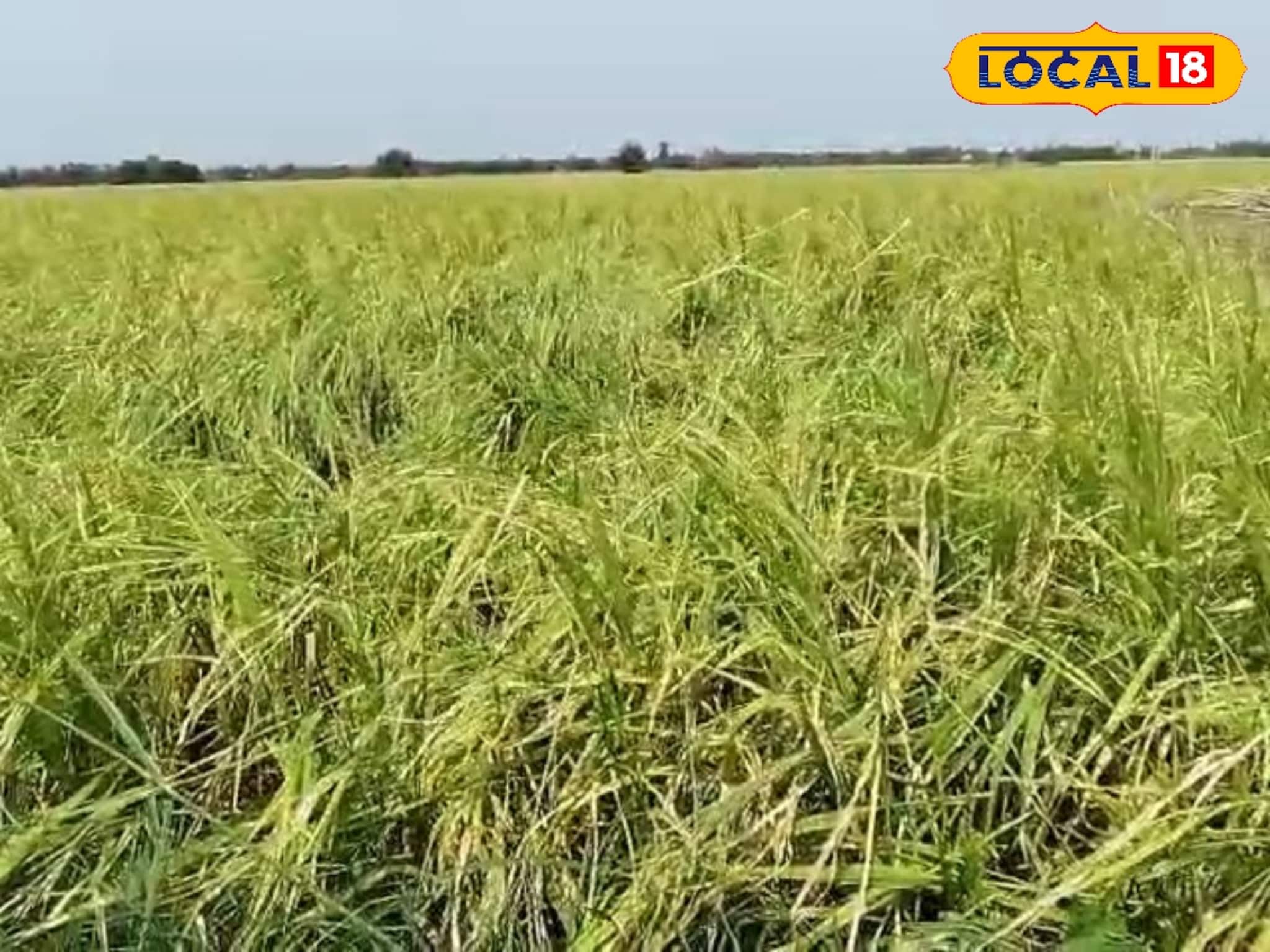 একরাতের খেল! কালবৈশাখী, শিলাবৃষ্টির তাণ্ডবে নাছোড়বান্দা অবস্থা হুগলিতে, লাখ লাখ টাকা ক্ষতি