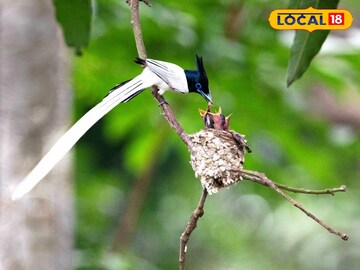 One Day Trip: আম গাছেই বাসা বেঁধেছে দুধরাজ, ঘুরতে গিয়ে দেখে নিতে পারেন সকলেই! 