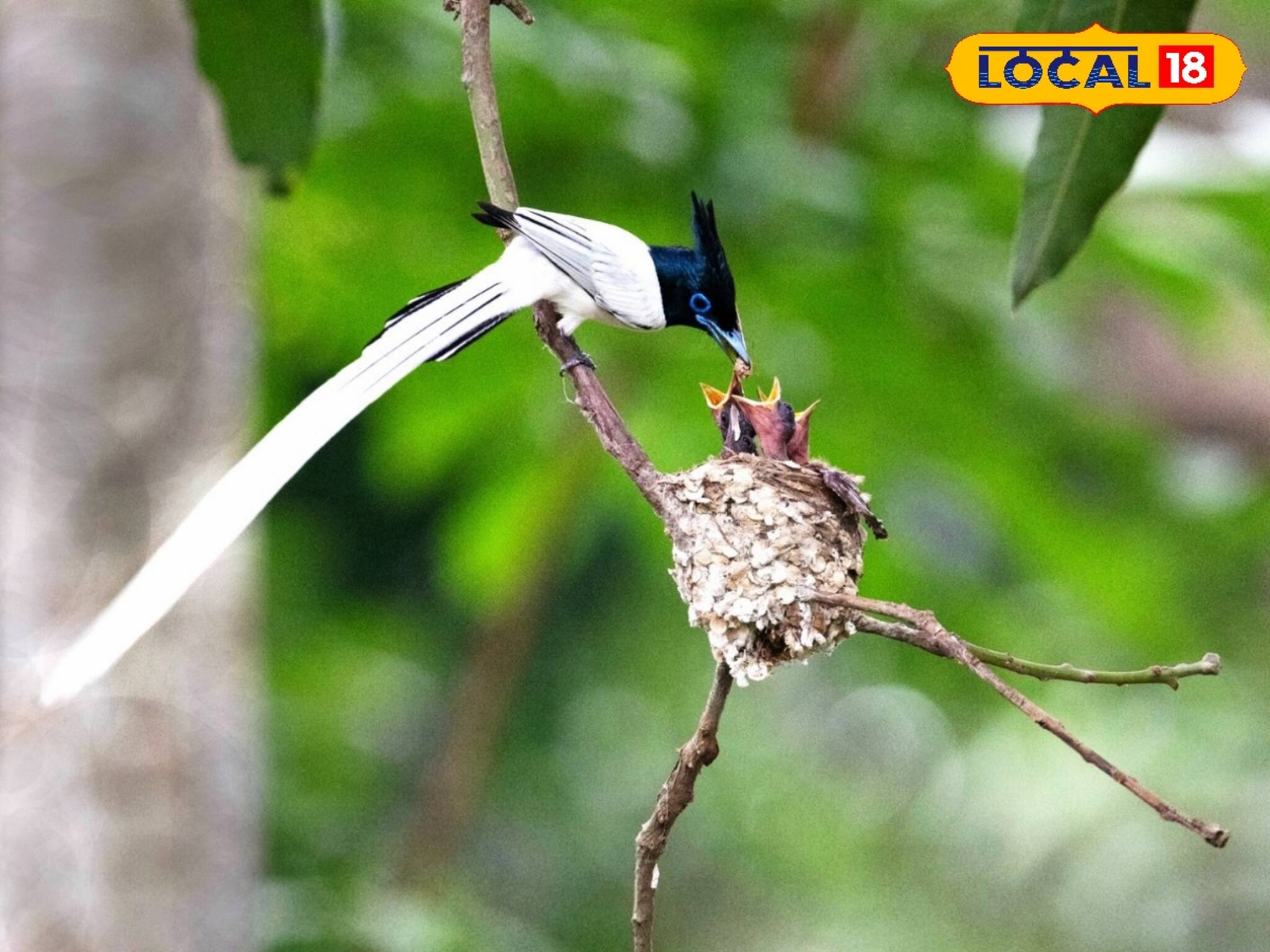 আম গাছেই বাসা বেঁধেছে দুধরাজ, ঘুরতে গিয়ে দেখে নিতে পারেন সকলেই! 