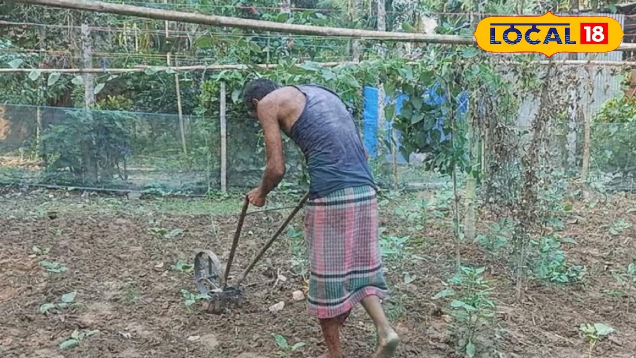 লাফিয়ে লাফিয়ে বাড়বে লাভের অঙ্ক! নামমাত্র জমিতেও এই পদ্ধতিতে করলে আপনিও হয়ে উঠবেন 'রাজা'