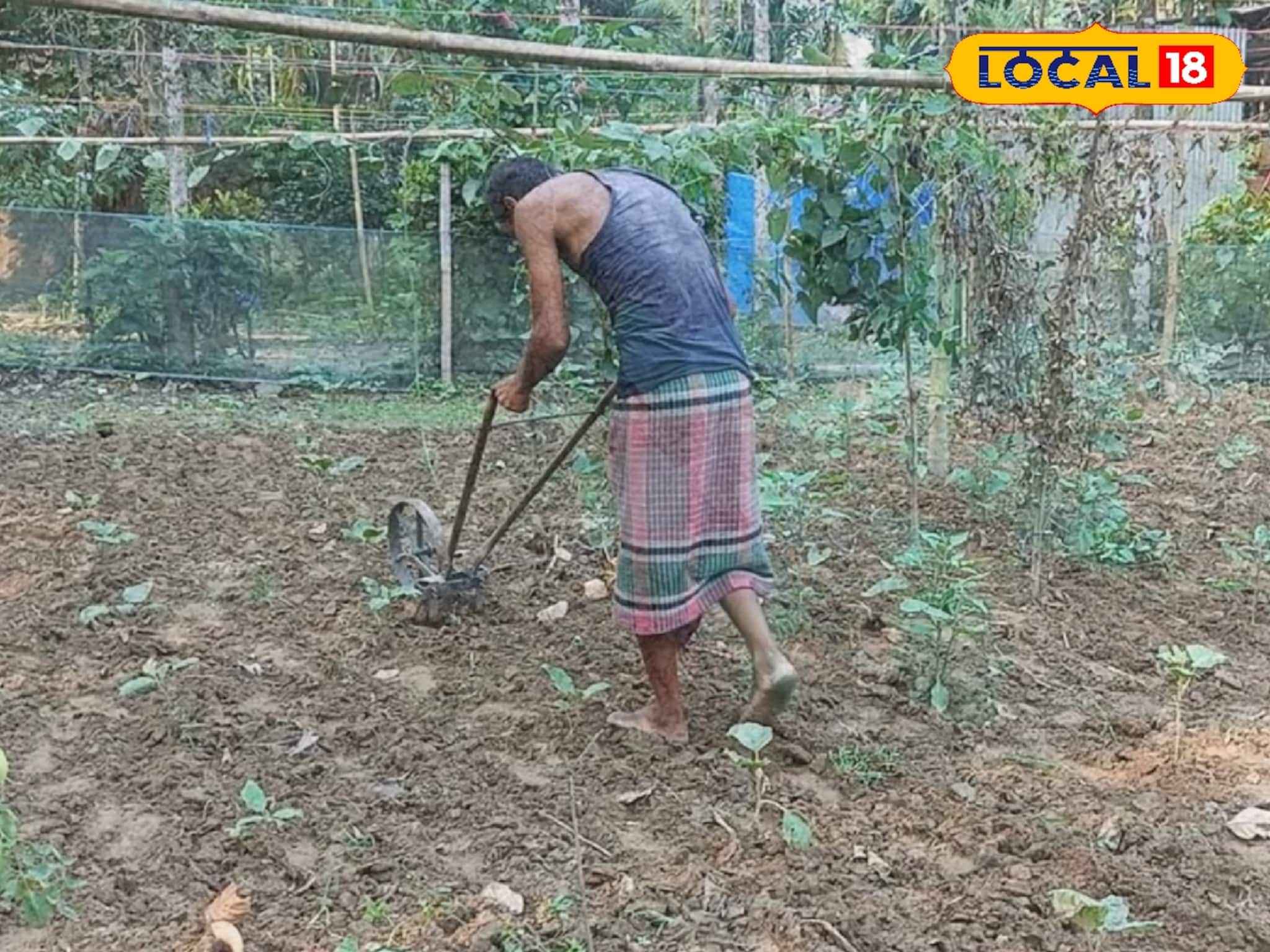 লাফিয়ে লাফিয়ে বাড়বে লাভের অঙ্ক! নামমাত্র জমিতেও এই পদ্ধতিতে করলে আপনিও হয়ে উঠবেন 'রাজা'