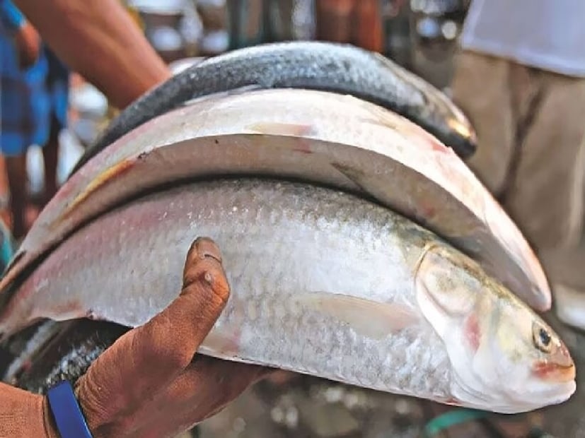 বাংলাদেশের গোয়ালন্দ উপজেলার দৌলতদিয়া ফেরিঘাট বাজারে ইলিশ মাছটি বিক্রি হয়। ১ কেজি ৮০০ গ্রামের মাছ। বিক্রি হয়েছে ৪ হাজার ৫০০ টাকা কেজি দরে। 