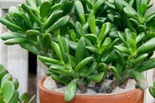 বাড়ি বা অফিসের প্রবেশদ্বারে রাখুন ‘Jade Plant’, এই ৭ উপকারিতা জানলে অবাক হয়ে যাবেন!
