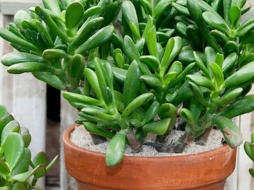 বাড়ি বা অফিসের প্রবেশদ্বারে রাখুন ‘Jade Plant’, এই ৭ উপকারিতা জানলে অবাক হয়ে যাবেন!