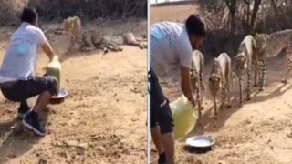 কুনো ন্যাশনাল পার্কে মা চিতা আর শাবকদের জল খাইয়েছিলেন বনকর্মী (Photo: X) কুনো ন্যাশনাল পার্কে মা চিতা আর শাবকদের জল খাইয়েছিলেন বনকর্মী (Photo: X)