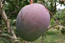 ১.৫ থেকে ২.৭৫ টাকা কিলোতে বিক্রি হয় এই আম! বিশ্বের সবচেয়ে দামি আম কোনটি জানেন?