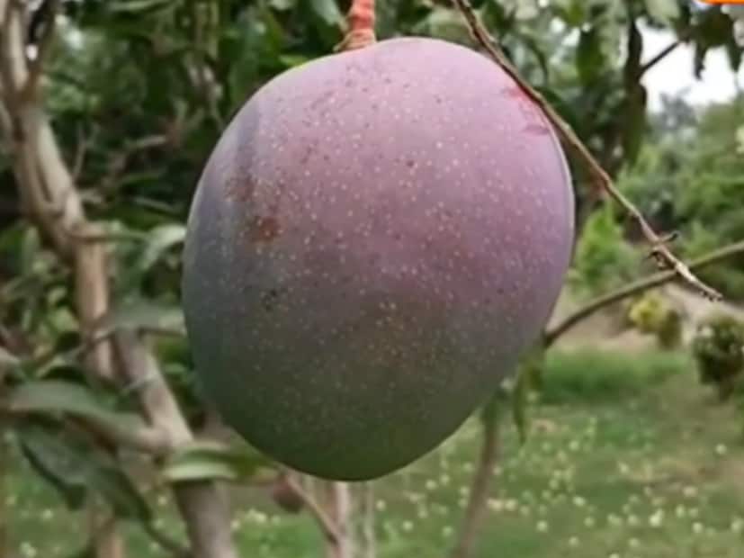 মিয়াজাকি আম শুধু স্বাদে নয়, রঙ, পুষ্টিগুণ ও চাষের পদ্ধতির জন্যও একেবারে অনন্য। এই আমের উজ্জ্বল রঙ, মসৃণ গঠন এবং বিশেষ যত্নে চাষ পদ্ধতি একে আলাদা মর্যাদা দেয়।