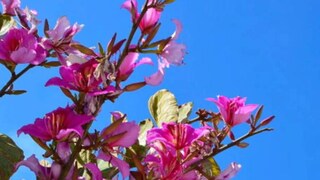 কাঞ্চনফুল ঔষধি গুণে পরিপূর্ণ