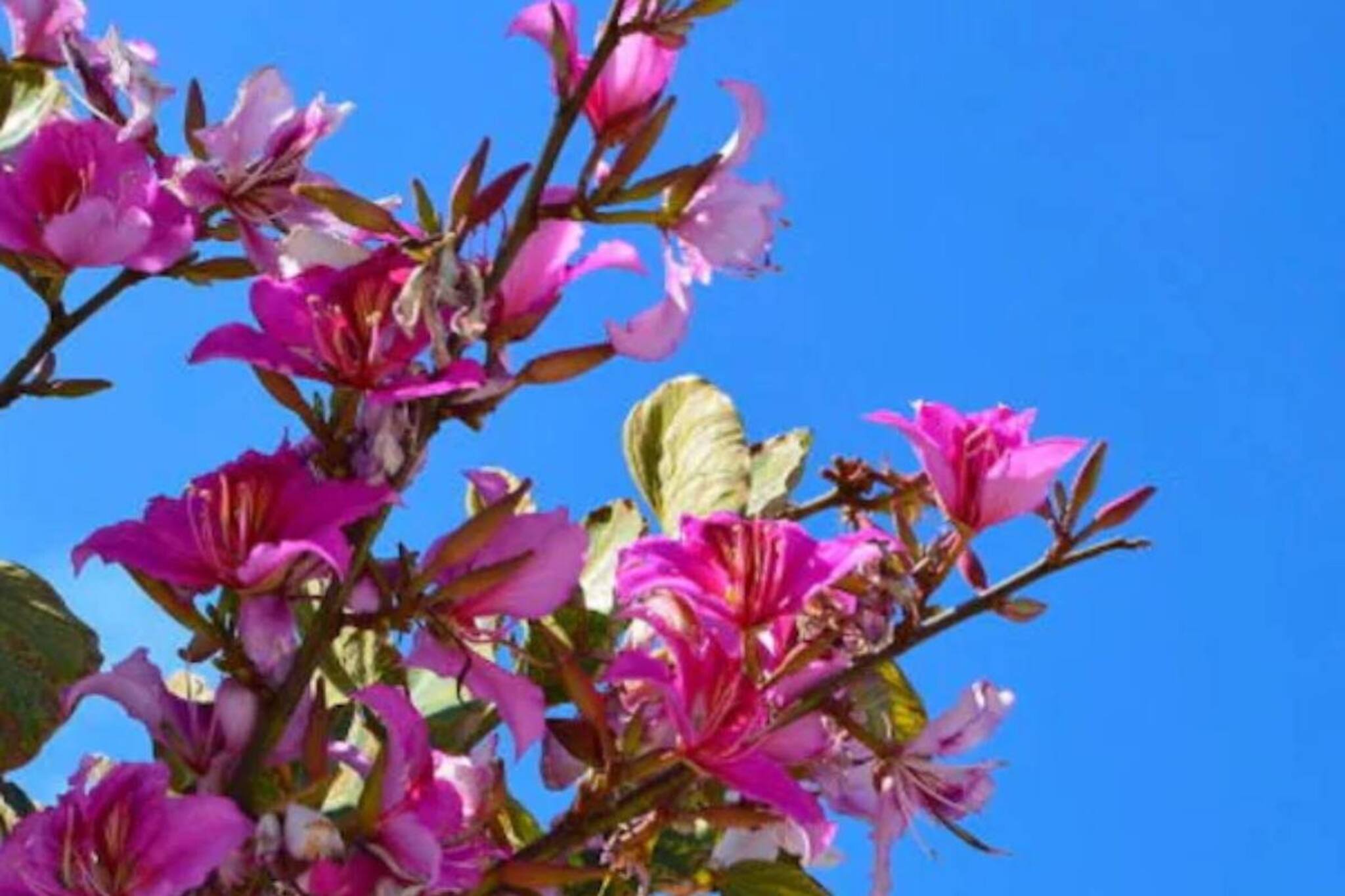 ডায়াবেটিস, শ্বাসকষ্ট, চর্মরোগে অব্যর্থ! মা লক্ষ্মীর প্রিয় এই ফুল ফুটবে অল্প যত্নেই